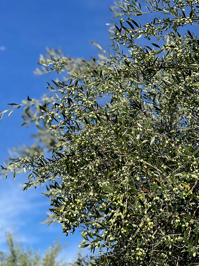 olive tree